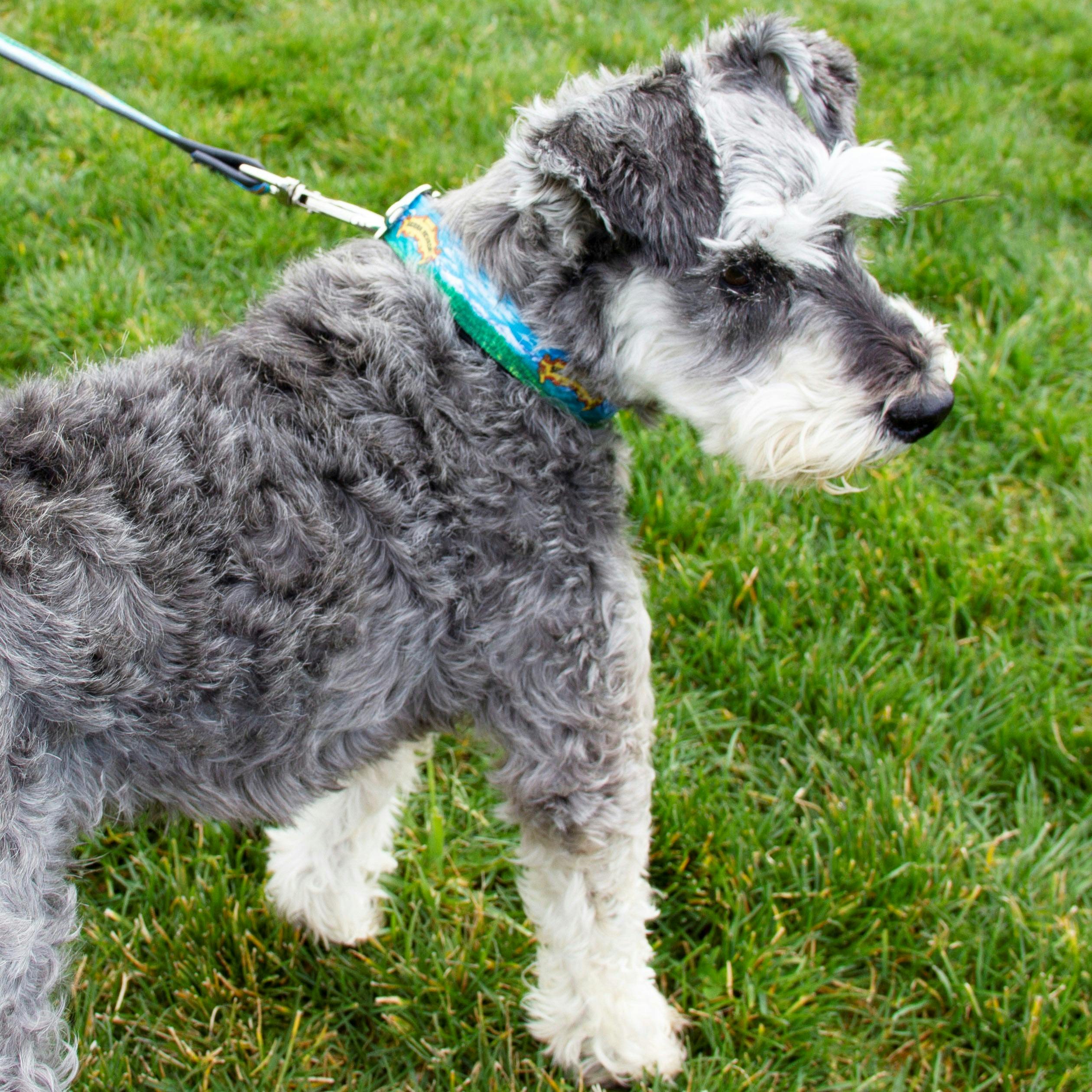 Sierra Nevada dog collar worn by a dog on a leash