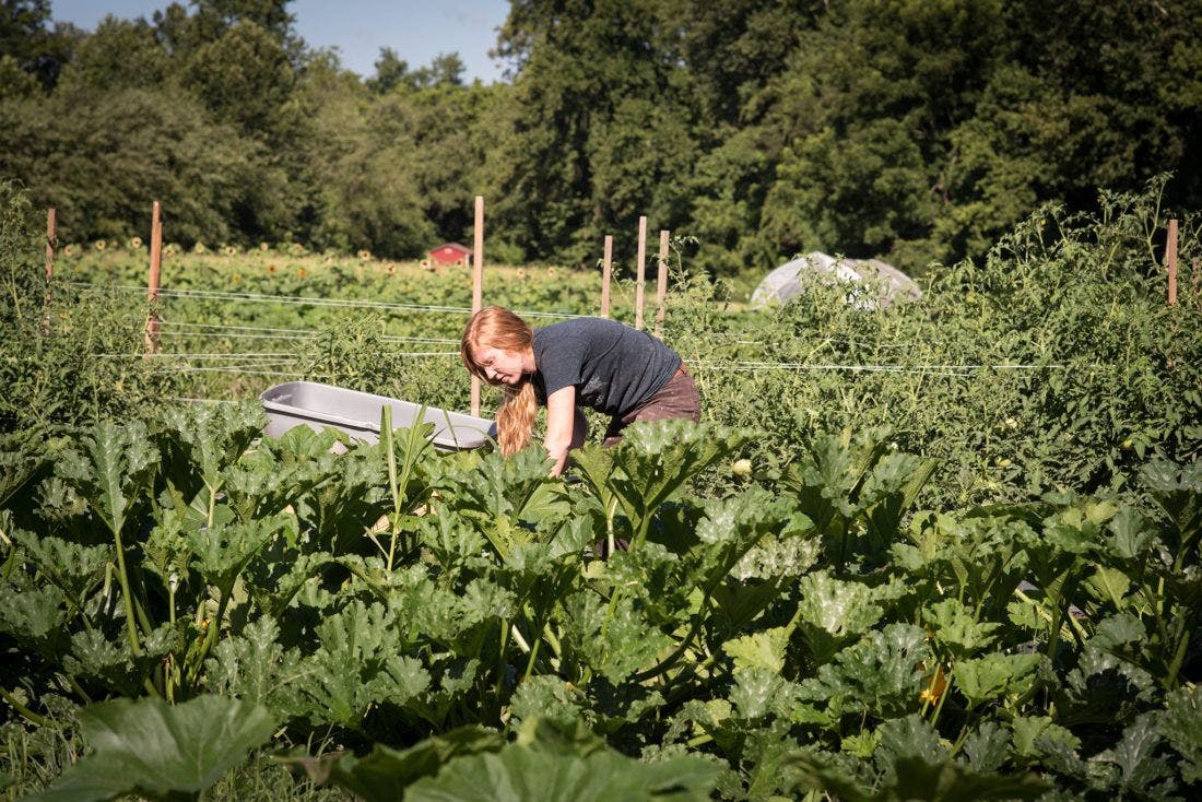 A young woman harvesting produce in the gardens at Sierra Nevada Brewing Co.