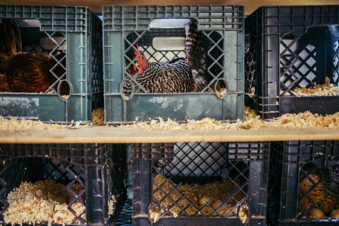 chickens in crates