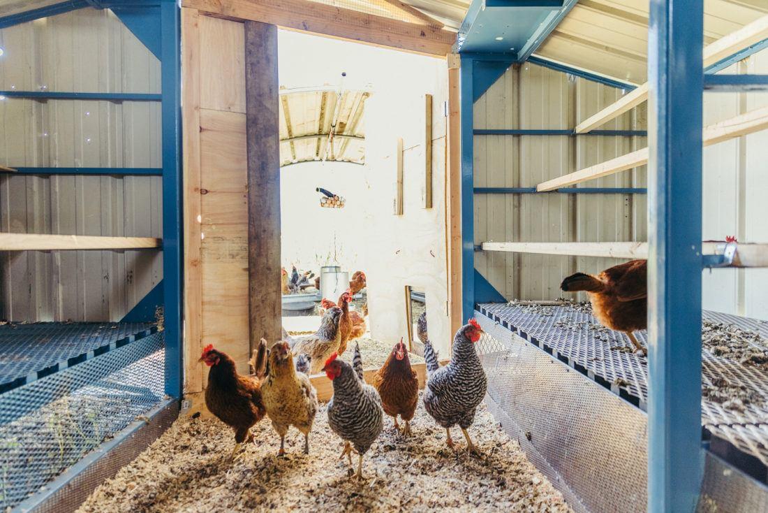 chickens inside a chicken coop