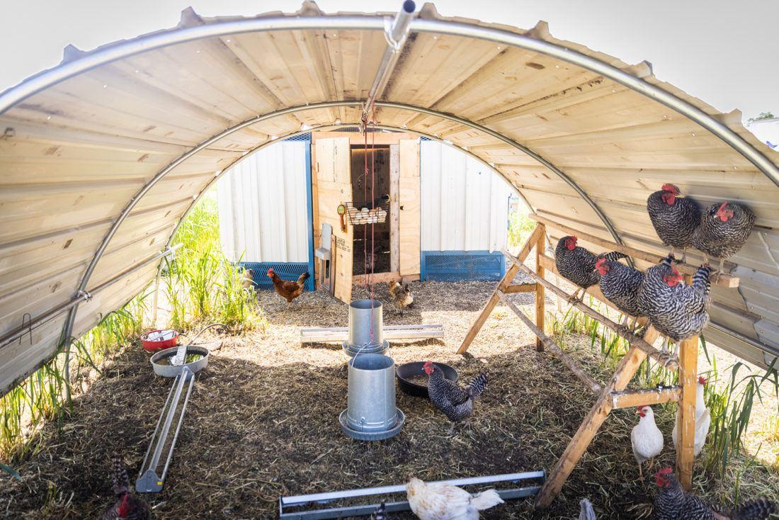 chickens under a covering for shade