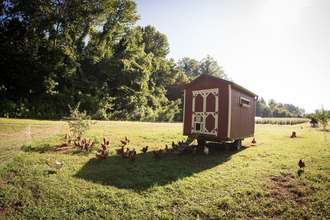 chickens walking up a ramp into a coop, taken from a distance