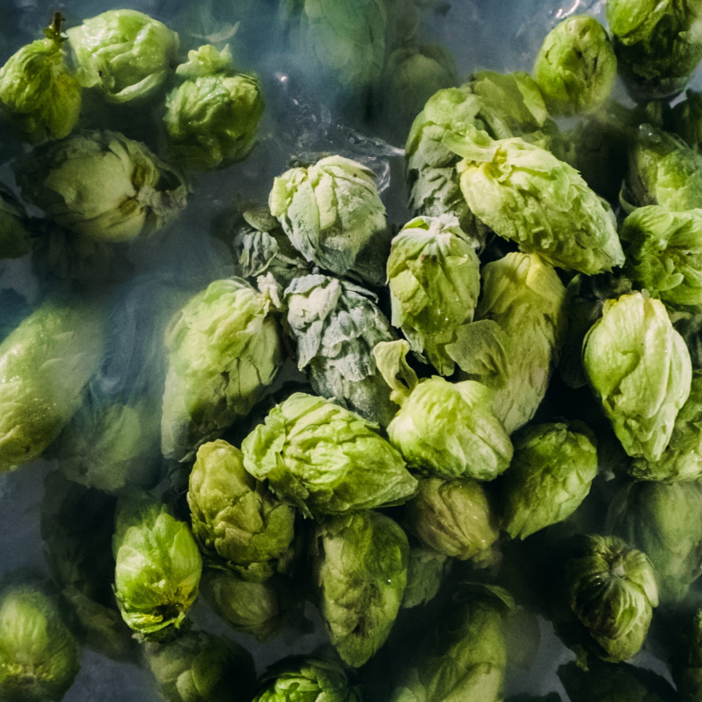 cryo fresh hops