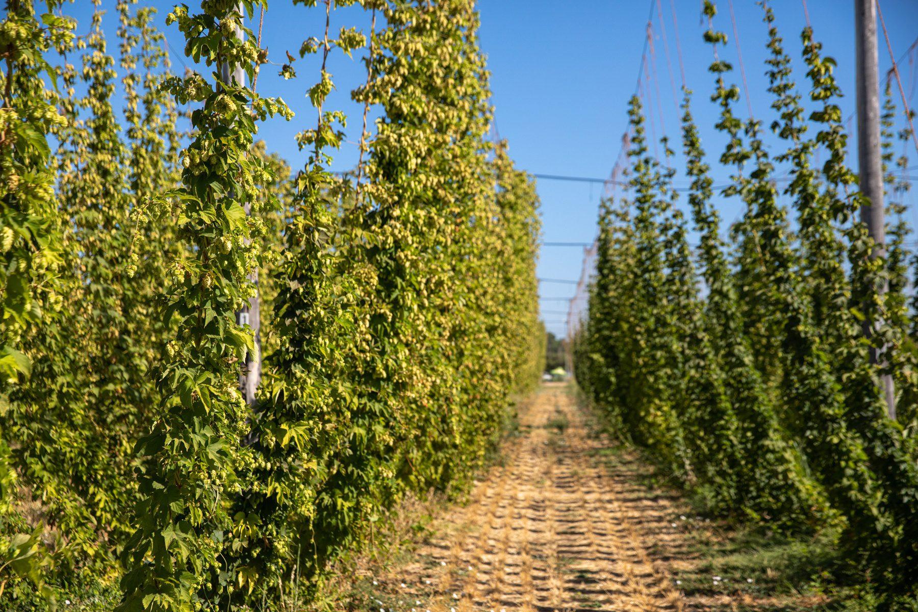 Looking into the Estate hop field at Sierra Nevada Brewing Co. in Chico, California