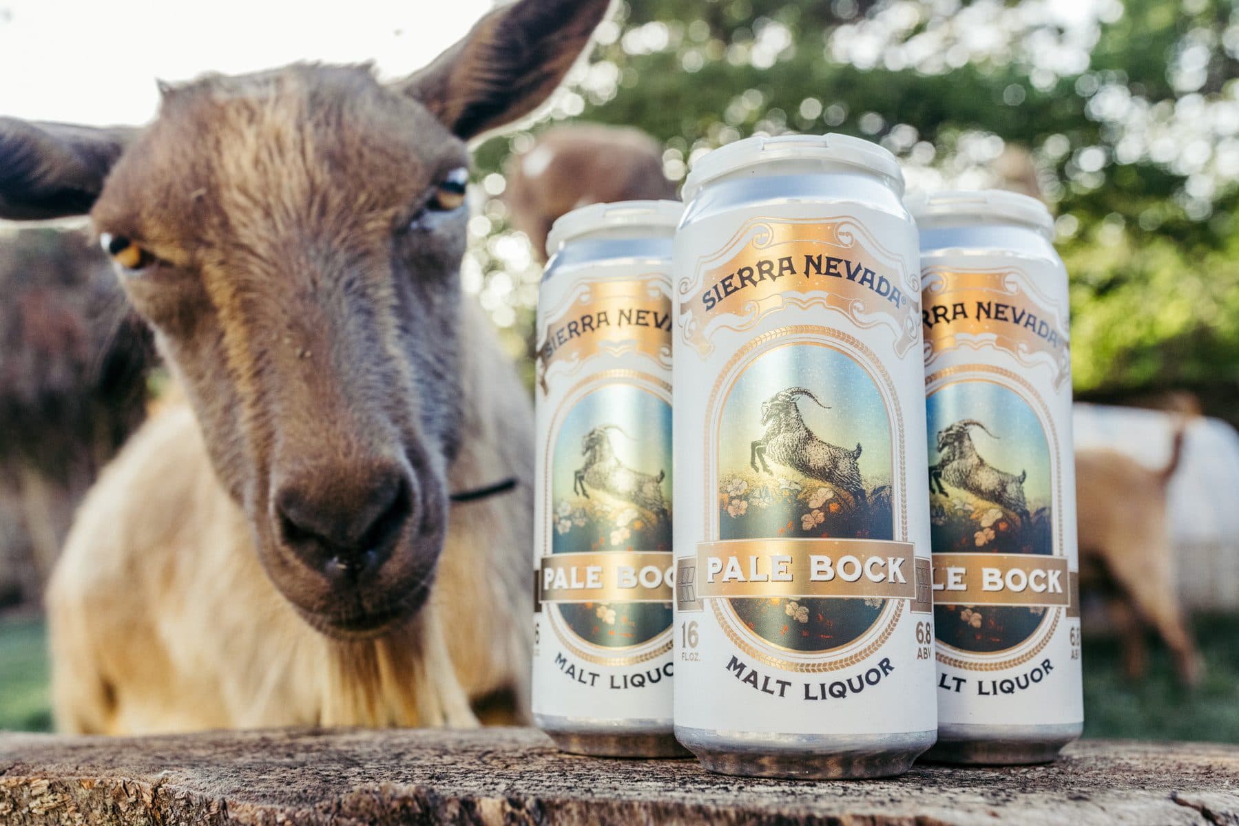 Pale Bock malt liquor can and goat