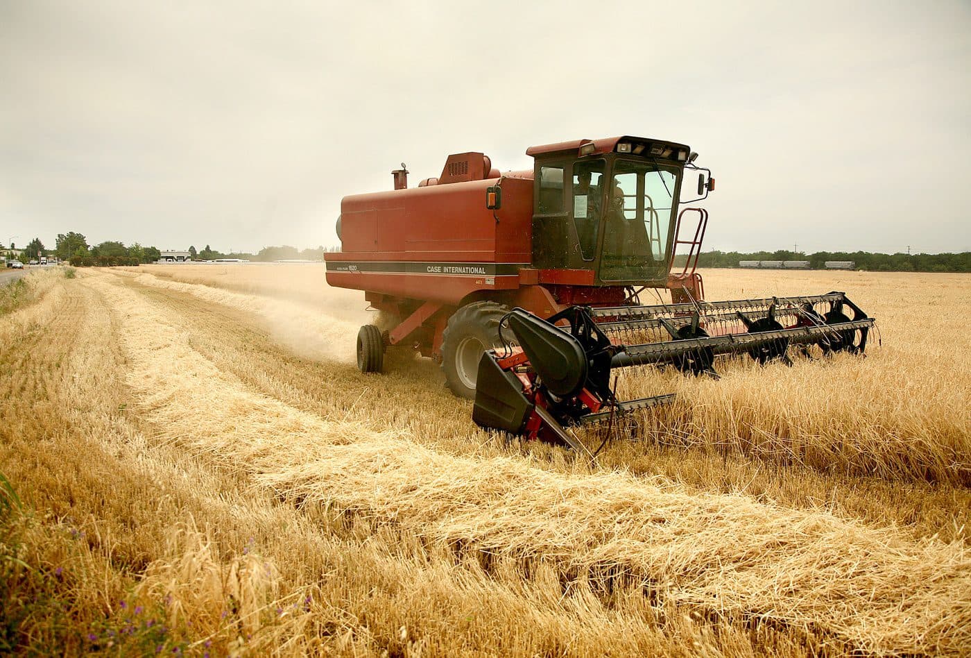 Homegrown Barley