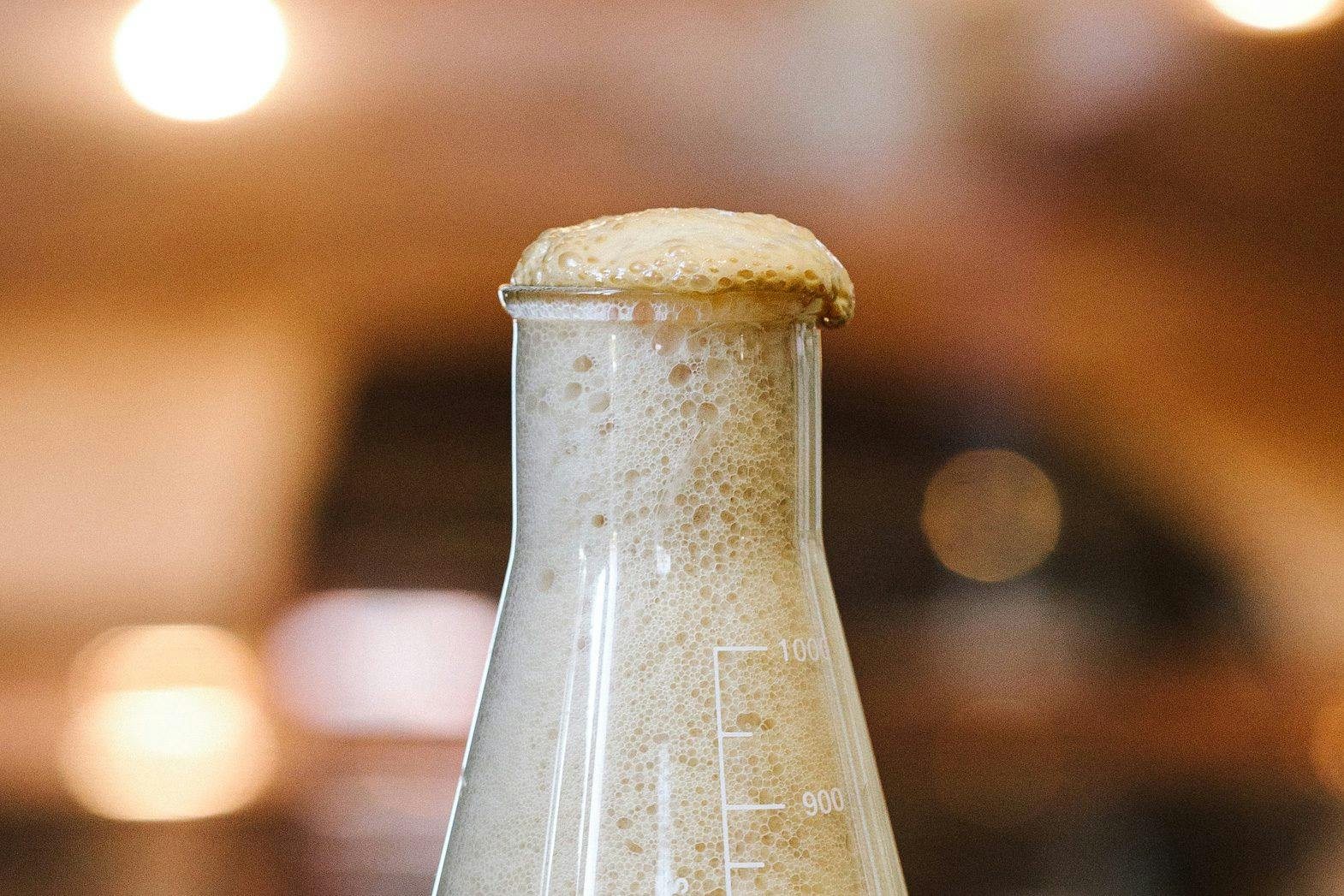 A lab flask filled with brewing yeast